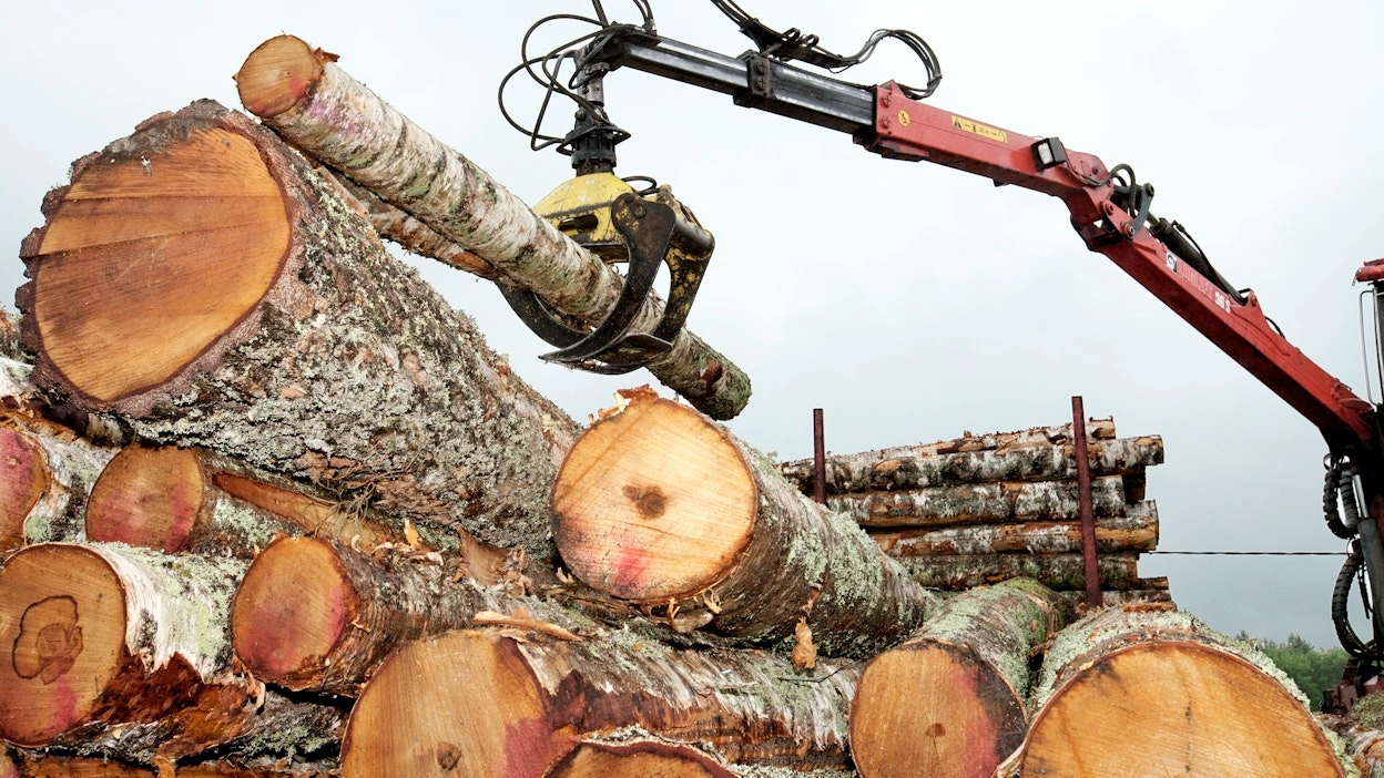 Premium Stammholz Selektion