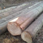 Eschenstammholz - Komplette LKW-Ladung 50 Raummeter - PEFC-zertifiziert