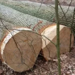 Eichenstammholz - Komplette LKW-Ladung 50 Raummeter - PEFC-zertifiziert