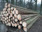 Fichtenstammholz - Komplette LKW-Ladung 50 Raummeter - PEFC-zertifiziert – Bild 2