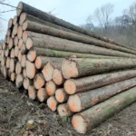 Fichtenstammholz - Komplette LKW-Ladung 50 Raummeter - PEFC-zertifiziert