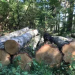 Birkenstammholz - Komplette LKW-Ladung 50 Raummeter - PEFC-zertifiziert