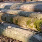 Buchenstammholz - Komplette LKW-Ladung 50 Raummeter - PEFC-zertifiziert