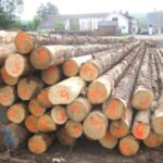 Gemischtes Hartholz-Stammholz - LKW-Lieferung - PEFC-zertifiziert